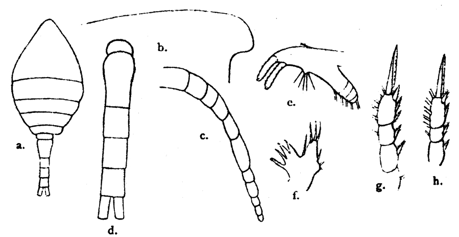 Species Dioithona minuta - Plate 1 of morphological figures