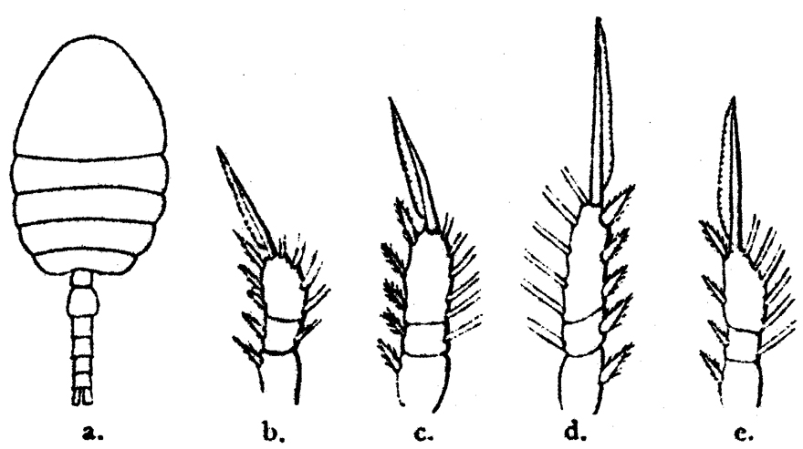 Species Dioithona minuta - Plate 2 of morphological figures