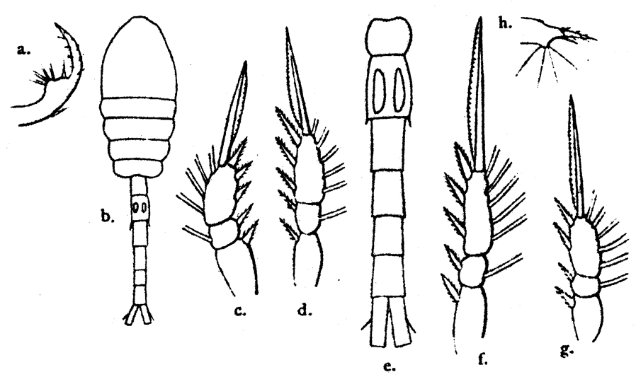 Species Oithona attenuata - Plate 13 of morphological figures