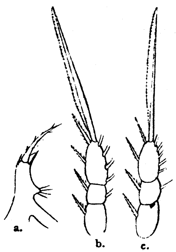 Espèce Oithona parvula - Planche 2 de figures morphologiques