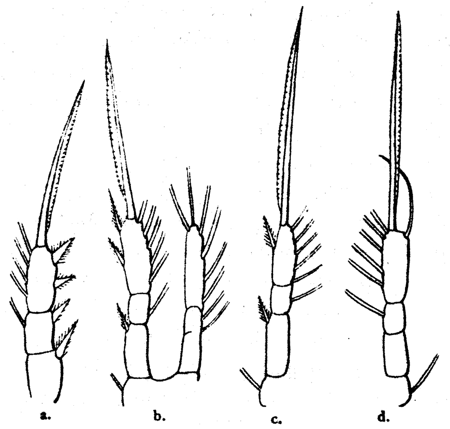 Species Oithona tenuis - Plate 6 of morphological figures