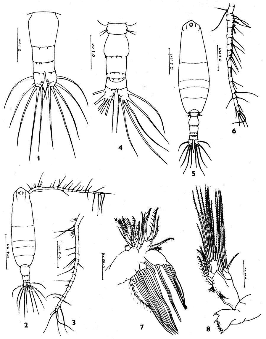 Espèce Acartia (Acanthacartia) bilobata - Planche 1 de figures morphologiques