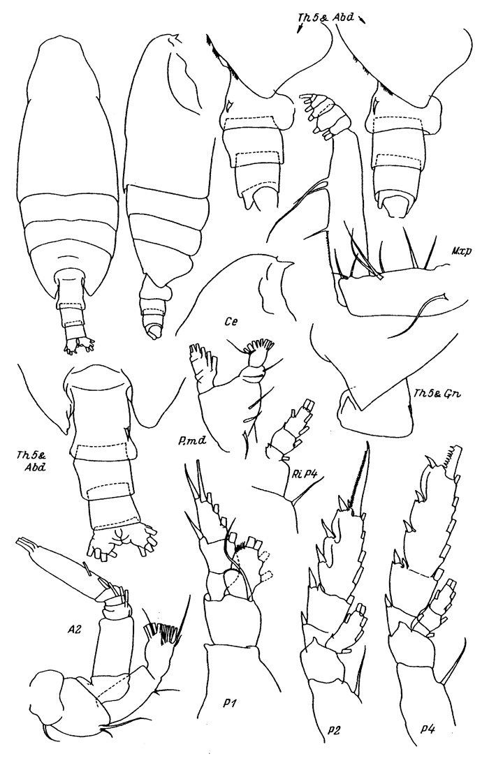 Species Undeuchaeta plumosa - Plate 2 of morphological figures
