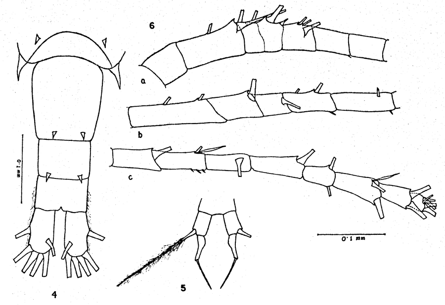 Espèce Acartia (Odontacartia) centrura - Planche 5 de figures morphologiques