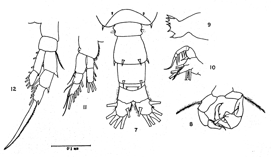 Species Acartia (Odontacartia) bowmani - Plate 2 of morphological figures