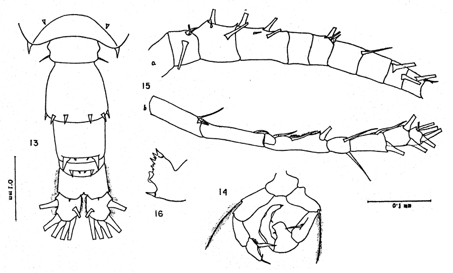 Espèce Acartia (Odontacartia) centrura - Planche 6 de figures morphologiques
