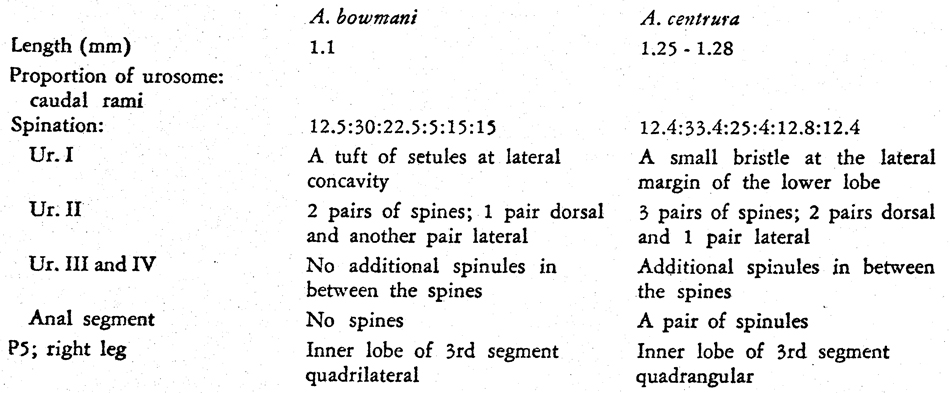 Espèce Acartia (Odontacartia) bowmani - Planche 4 de figures morphologiques