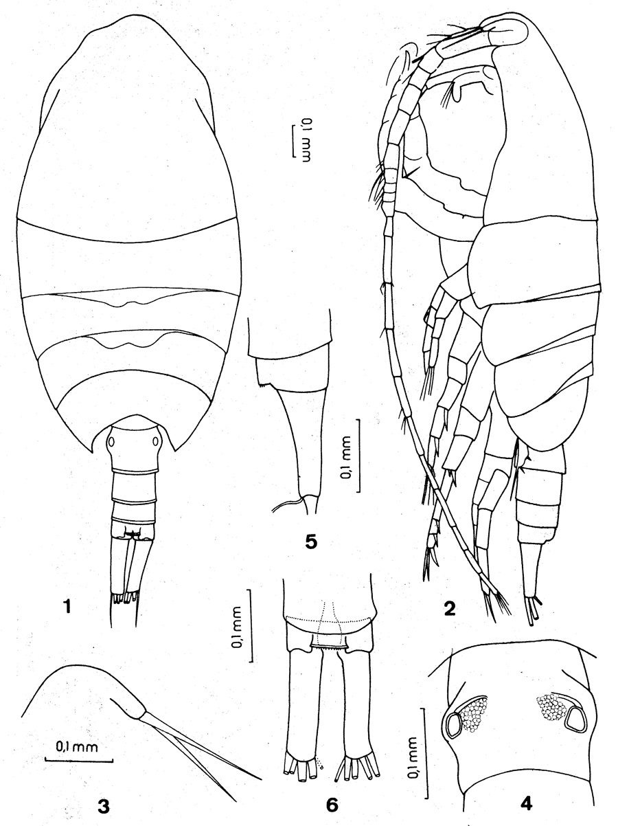 Espce Pilarella longicornis - Planche 2 de figures morphologiques