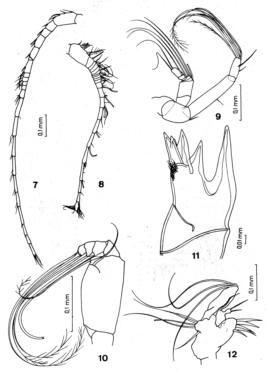 Species Pilarella longicornis - Plate 3 of morphological figures