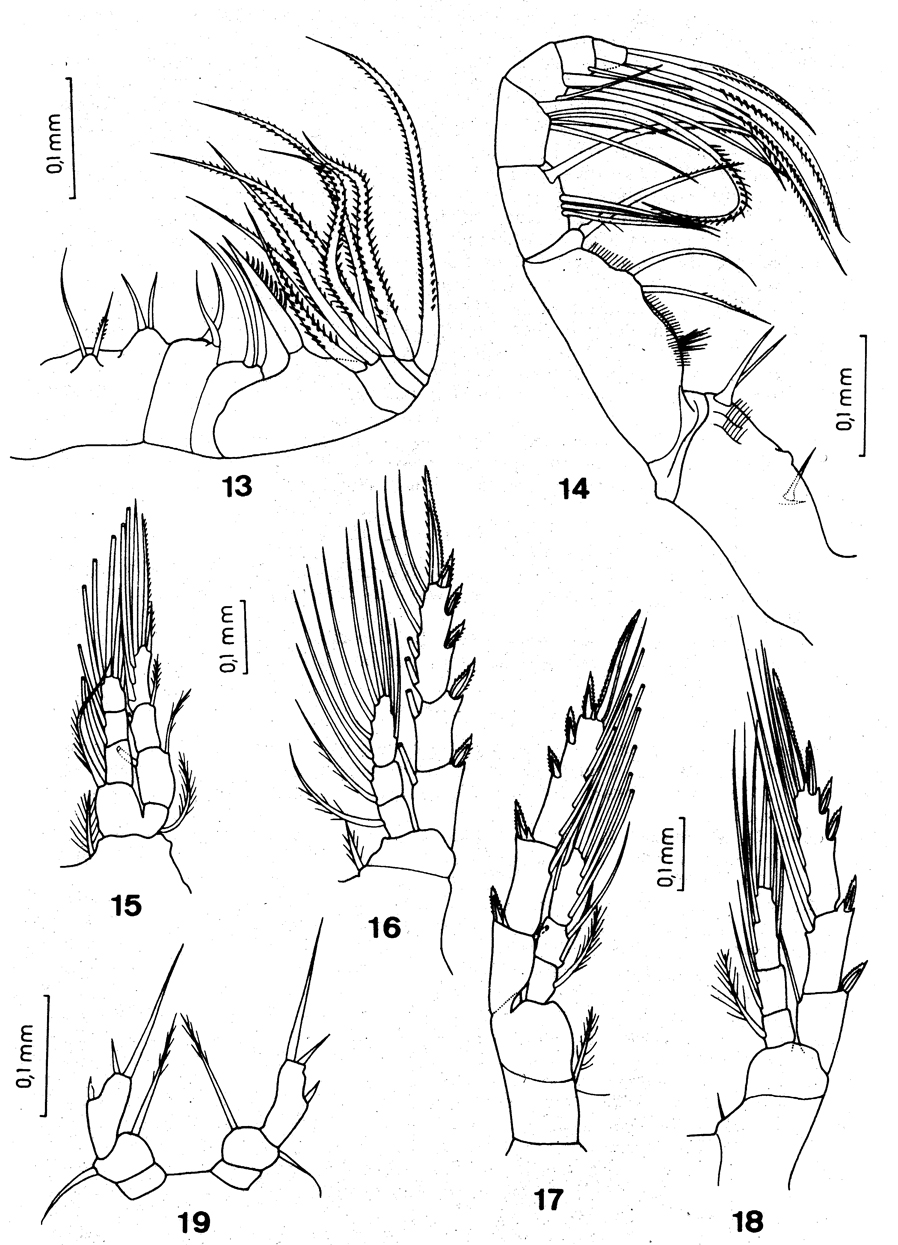 Espce Pilarella longicornis - Planche 4 de figures morphologiques