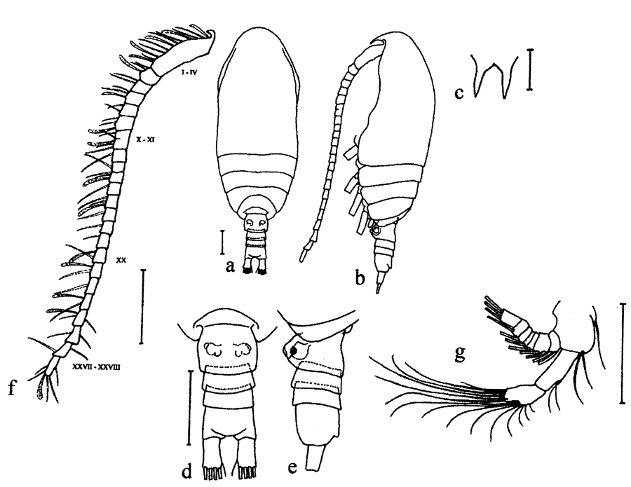 Species Bestiolina arabica - Plate 1 of morphological figures