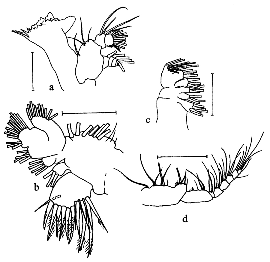 Species Bestiolina arabica - Plate 2 of morphological figures
