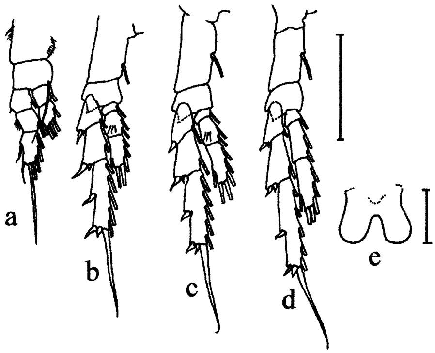 Species Bestiolina arabica - Plate 3 of morphological figures
