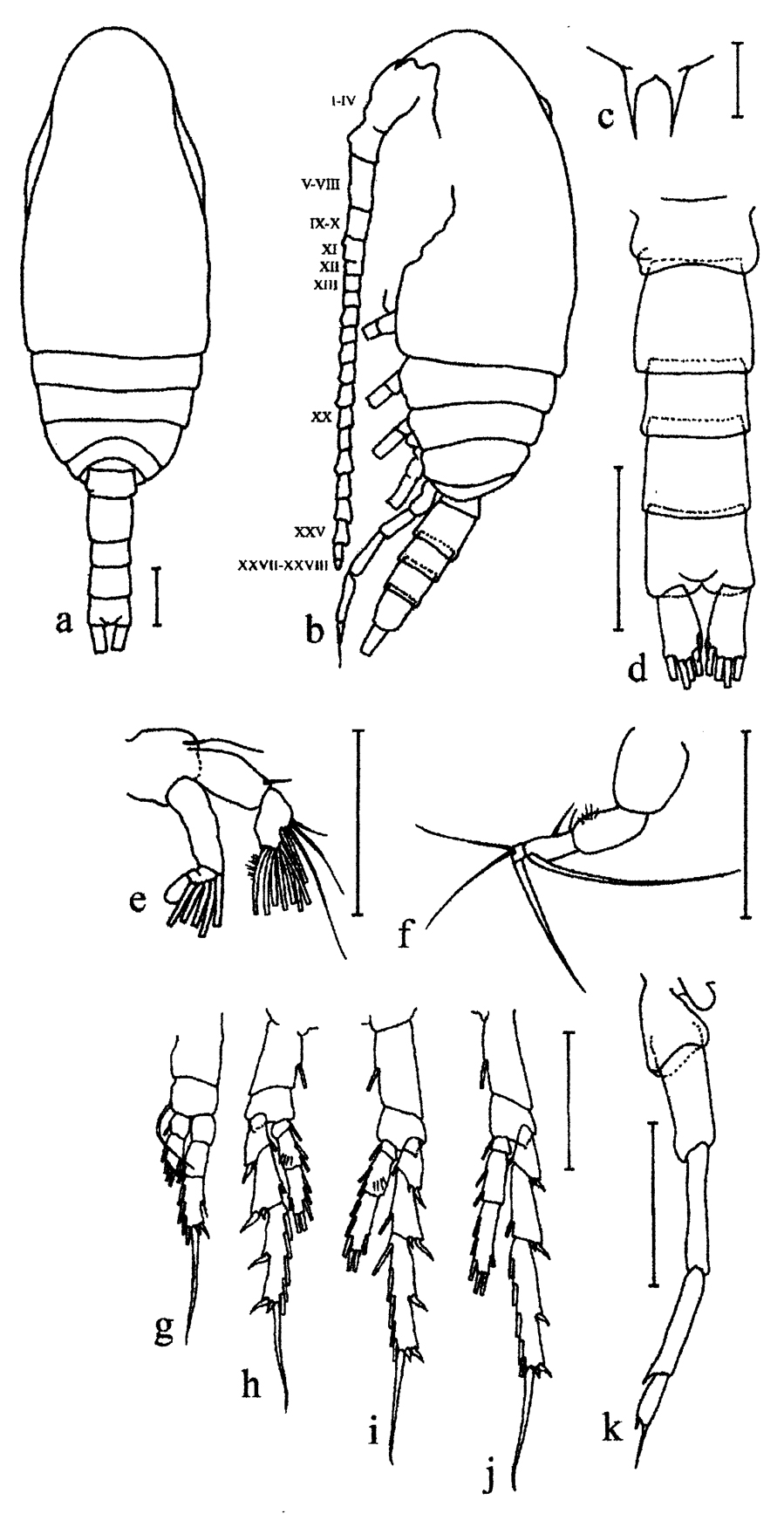 Species Bestiolina arabica - Plate 5 of morphological figures