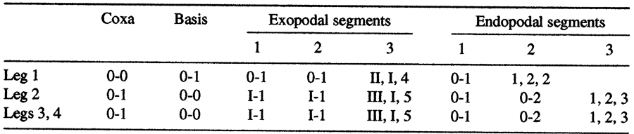 Espce Bestiolina arabica - Planche 4 de figures morphologiques