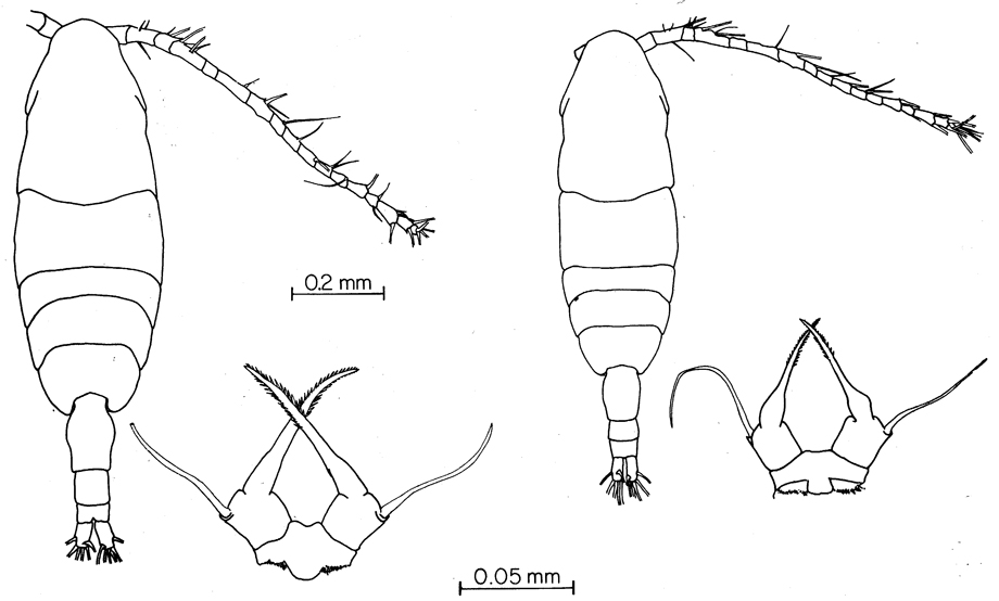 Species Acartia (Acartiura) hudsonica - Plate 10 of morphological figures