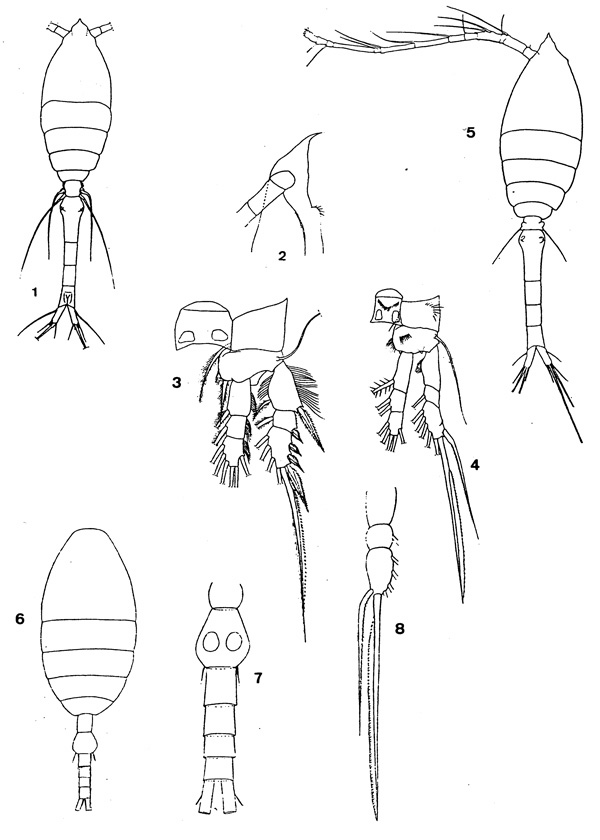 Species Oithona fragilis - Plate 3 of morphological figures