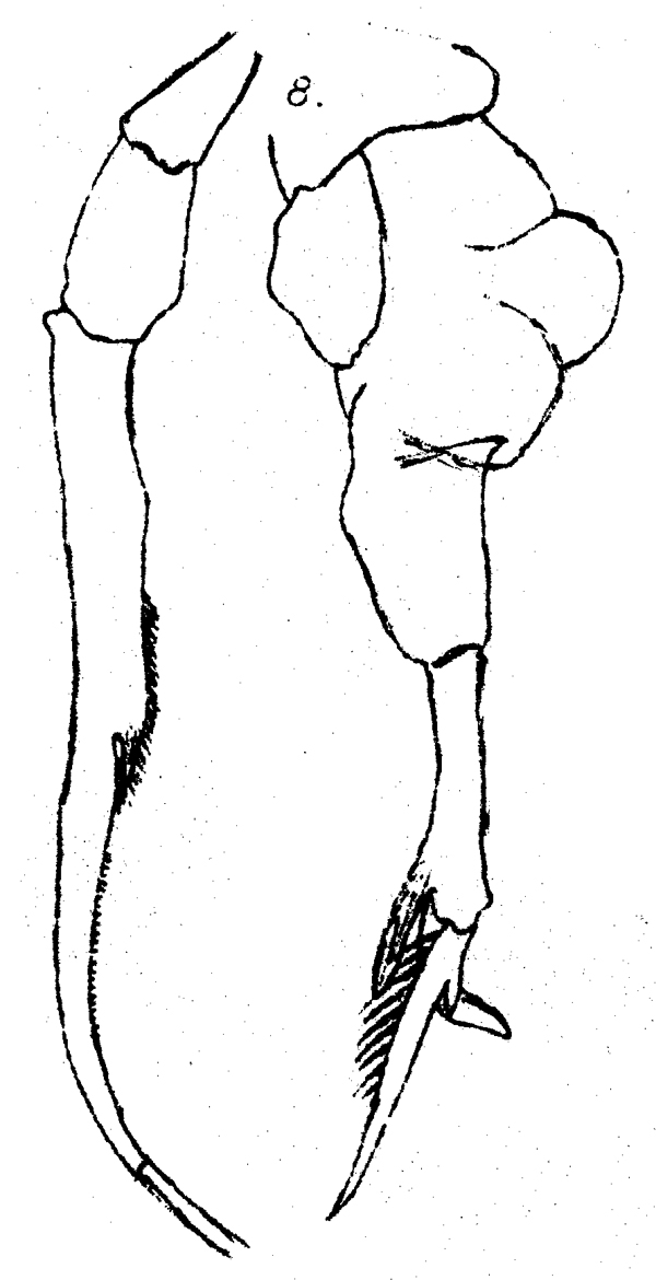 Espèce Pseudocyclopia giesbrechti - Planche 2 de figures morphologiques