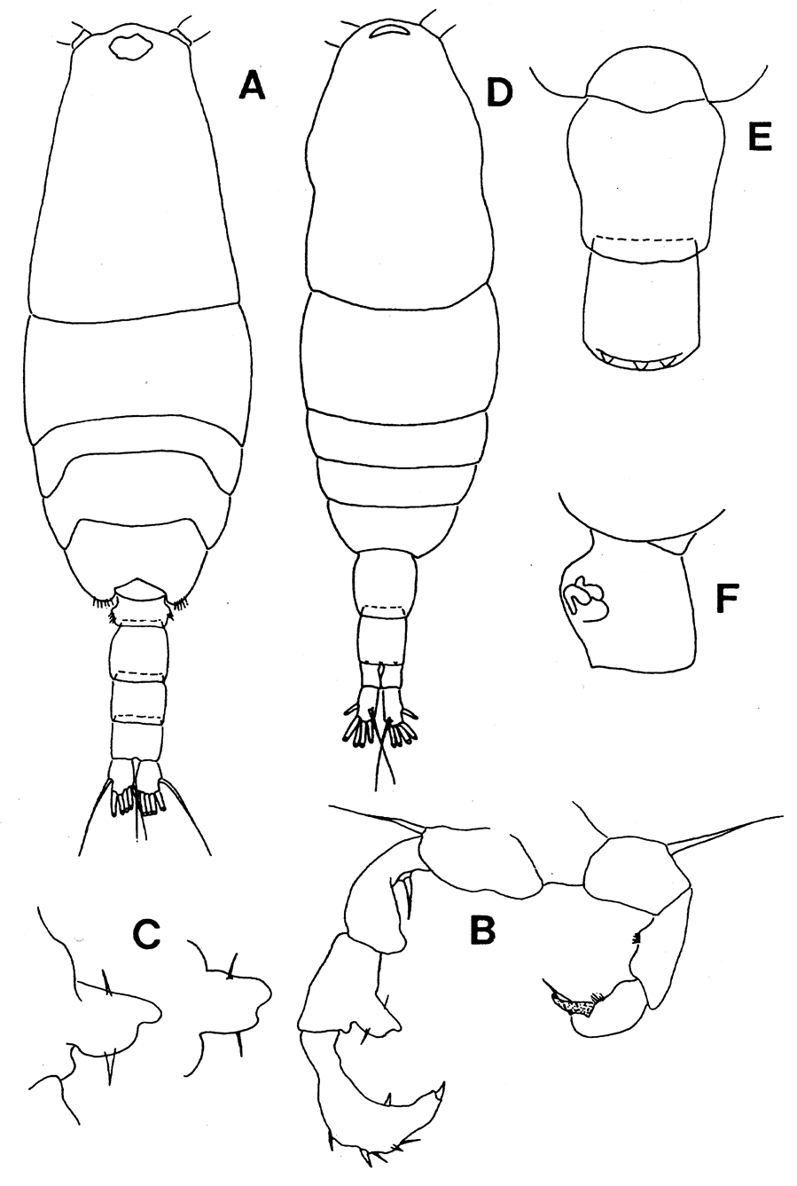 Espce Acartia (Acartiura) omorii - Planche 8 de figures morphologiques