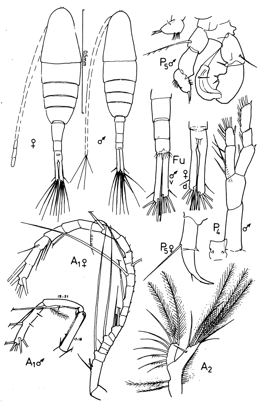 Espèce Acartiella nicolae - Planche 1 de figures morphologiques