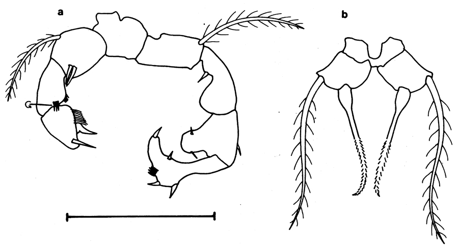 Espèce Acartia (Acartiura) tranteri - Planche 4 de figures morphologiques