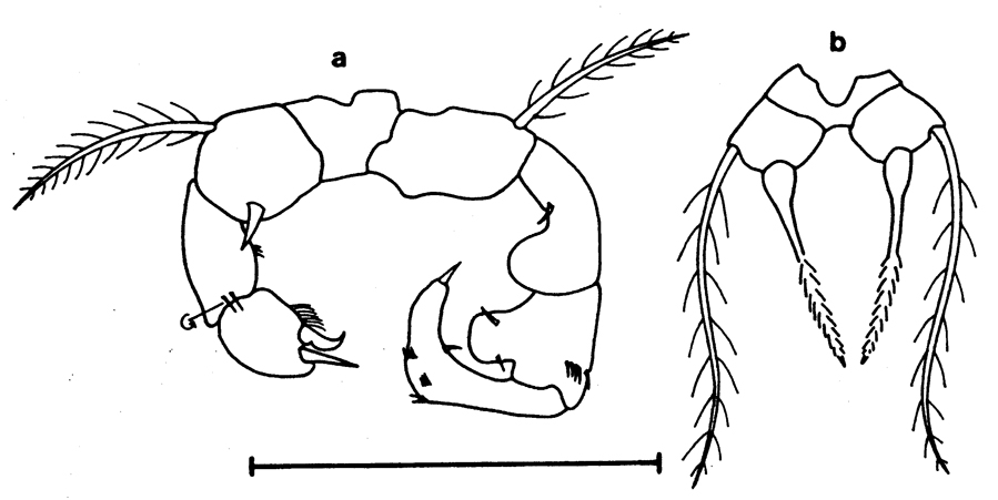 Espèce Acartia (Acartiura) sp. (S) - Planche 1 de figures morphologiques