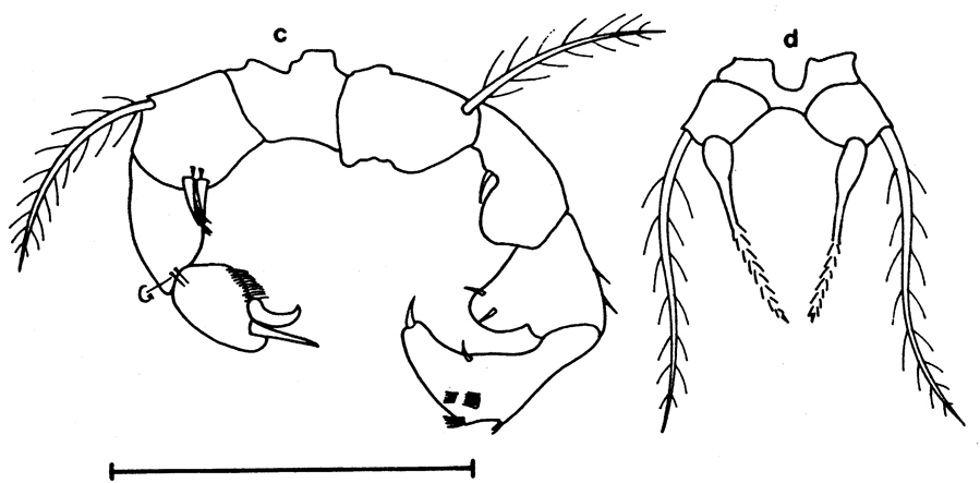 Espèce Acartia (Acartiura) fancetti - Planche 1 de figures morphologiques