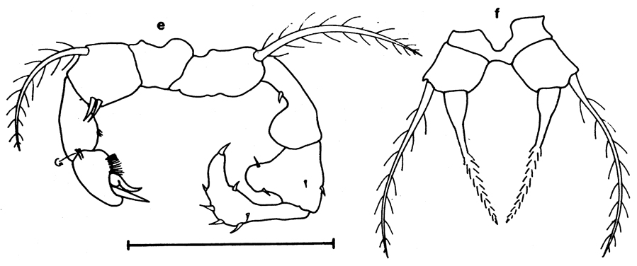 Espèce Acartia (Acartiura) sp. (L) - Planche 1 de figures morphologiques
