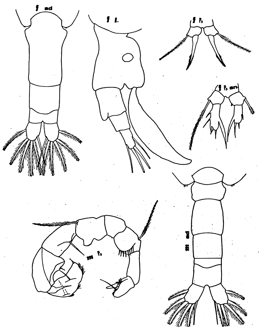 Espèce Acartia (Acartiura) enzoi - Planche 1 de figures morphologiques