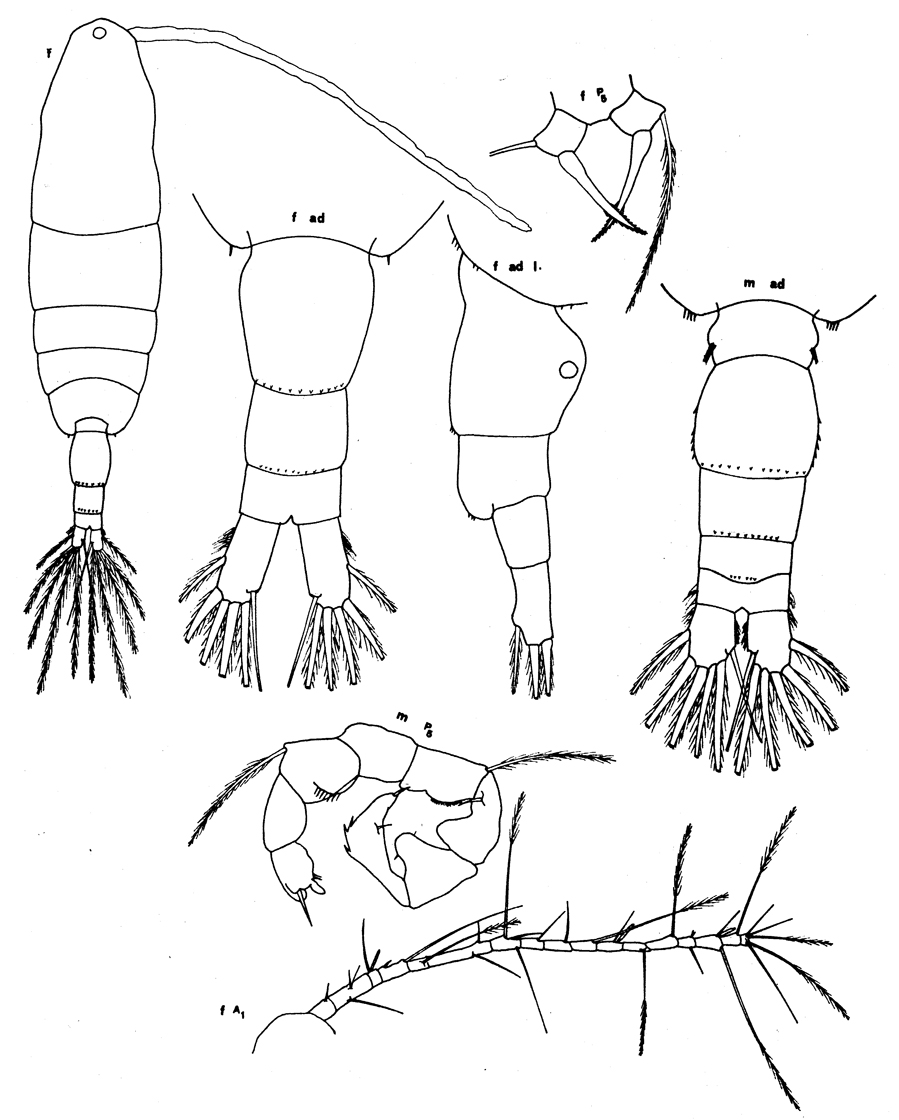 Species Acartia (Acartiura) clausi - Plate 30 of morphological figures