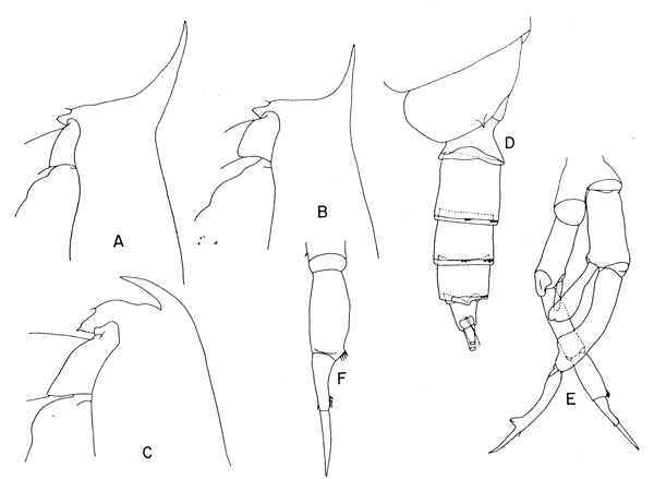 Espèce Gaetanus pileatus - Planche 6 de figures morphologiques