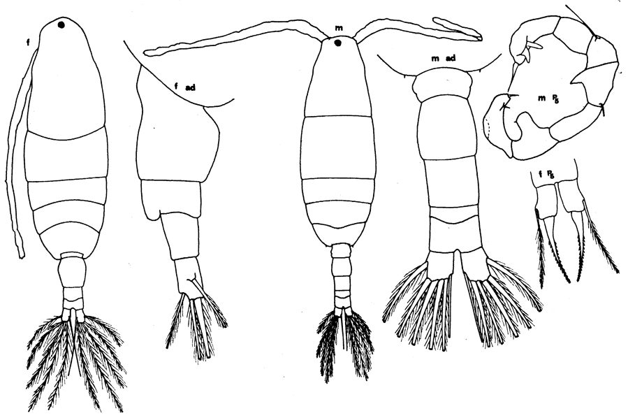 Espèce Acartia (Acanthacartia) italica - Planche 1 de figures morphologiques