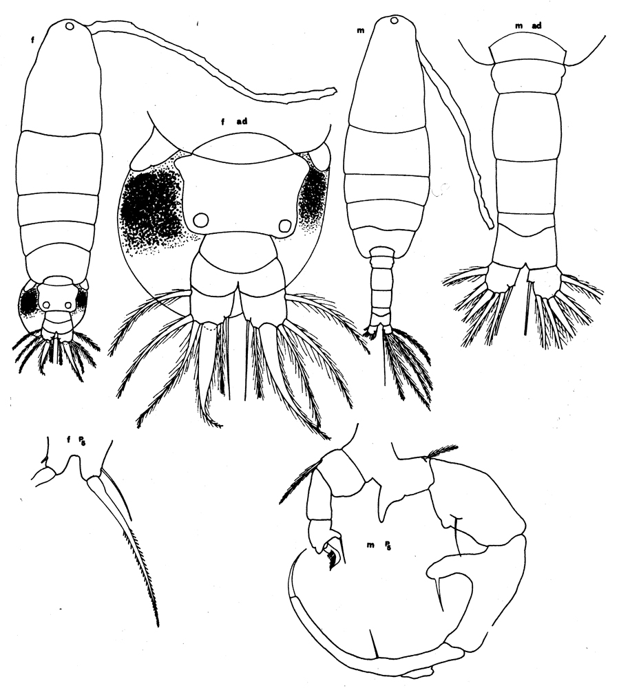 Espèce Paracartia latisetosa - Planche 7 de figures morphologiques