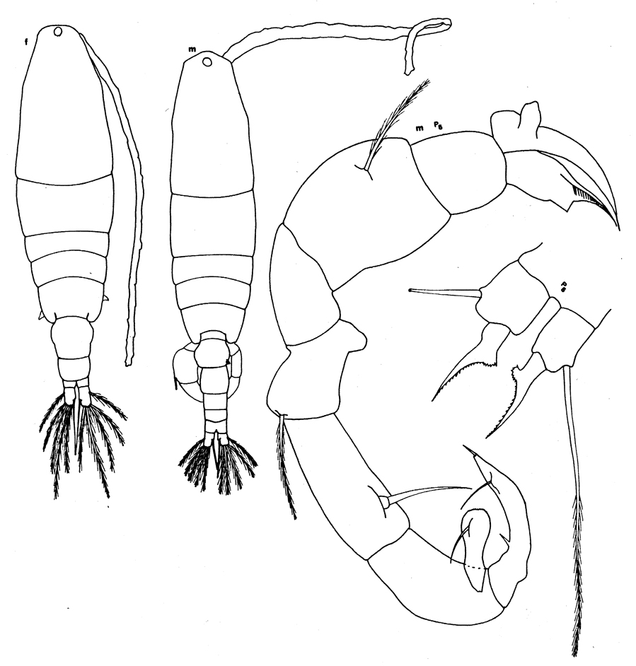 Espèce Acartia (Hypoacartia) adriatica - Planche 1 de figures morphologiques