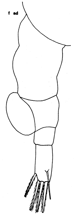 Espèce Acartia (Hypoacartia) adriatica - Planche 2 de figures morphologiques