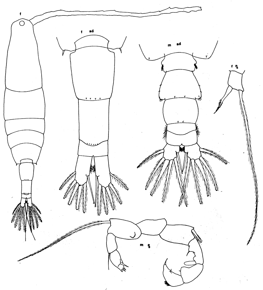 Espèce Acartia (Acartia) negligens - Planche 13 de figures morphologiques