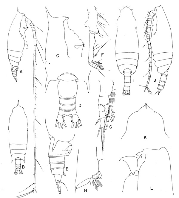 Espce Gaetanus secundus - Planche 1 de figures morphologiques