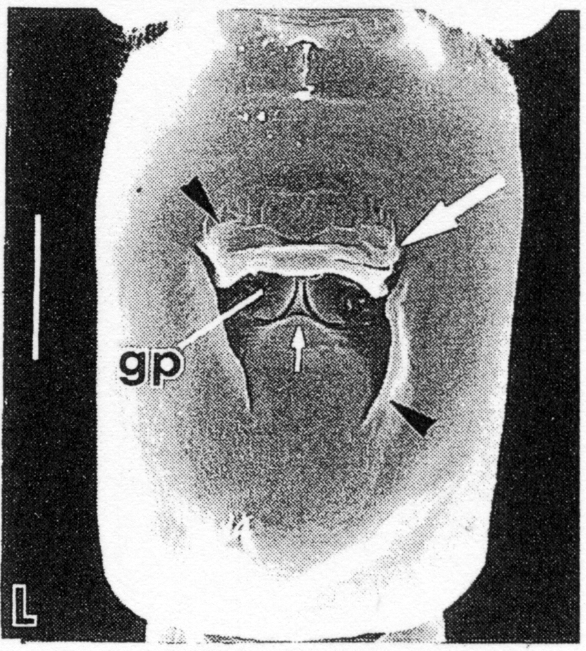 Espèce Acartiella sinensis - Planche 5 de figures morphologiques