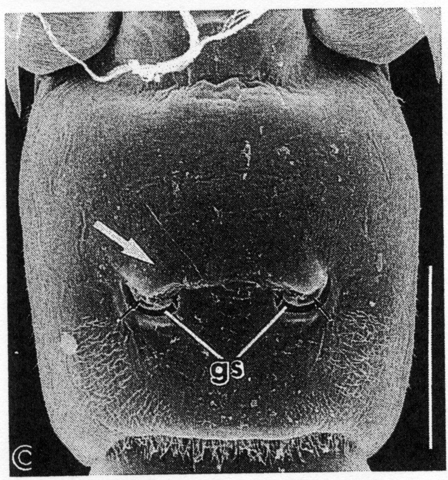 Species Acartia (Odontacartia) japonica - Plate 3 of morphological figures