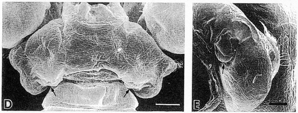 Species Paracartia grani - Plate 5 of morphological figures