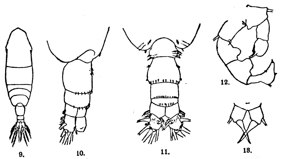 Species Acartia (Acartiura) clausi - Plate 32 of morphological figures
