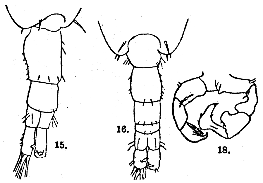 Espce Acartia (Acartiura) longiremis - Planche 8 de figures morphologiques