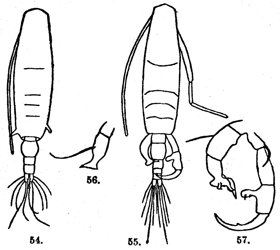 Espèce Acartia (Hypoacartia) macropus - Planche 1 de figures morphologiques