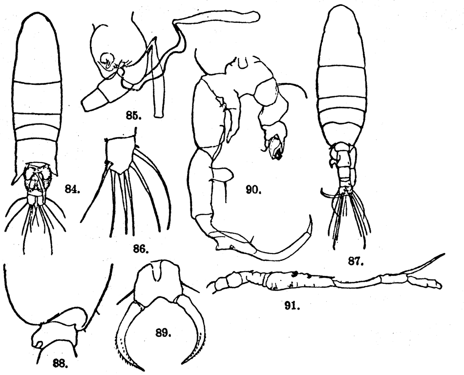 Species Paracartia africana - Plate 3 of morphological figures