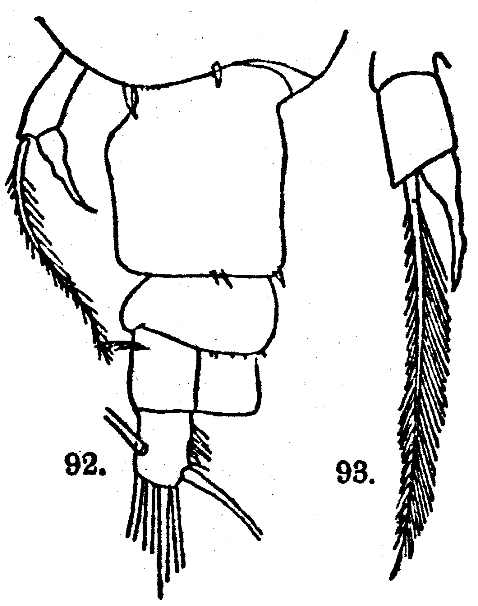 Espèce Acartia (Acanthacartia) pietschmani - Planche 2 de figures morphologiques