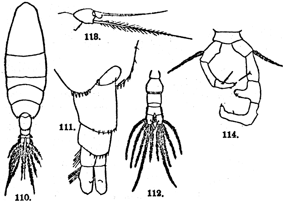 Espèce Acartia (Acanthacartia) plumosa - Planche 6 de figures morphologiques