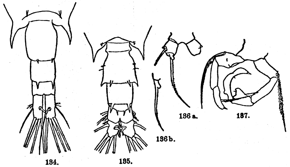 Espèce Acartia (Odontacartia) pacifica - Planche 5 de figures morphologiques