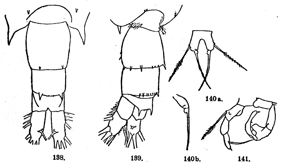 Espèce Acartia (Odontacartia) mertoni - Planche 2 de figures morphologiques