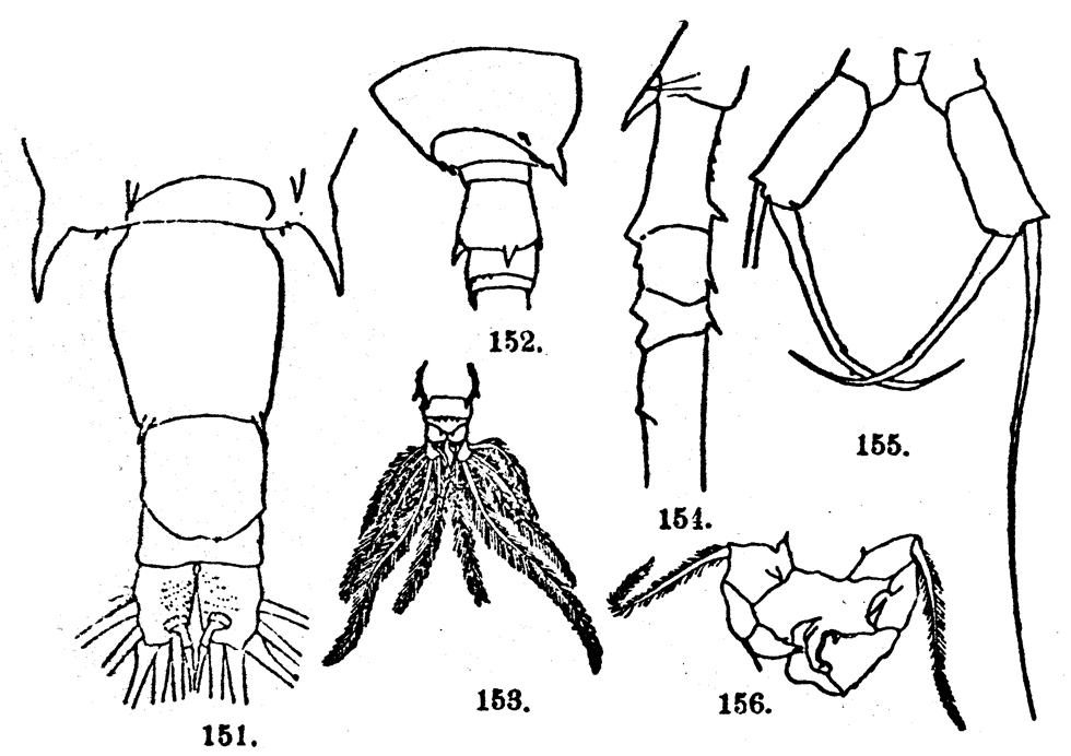Species Acartia (Odontacartia) amboinensis - Plate 5 of morphological figures