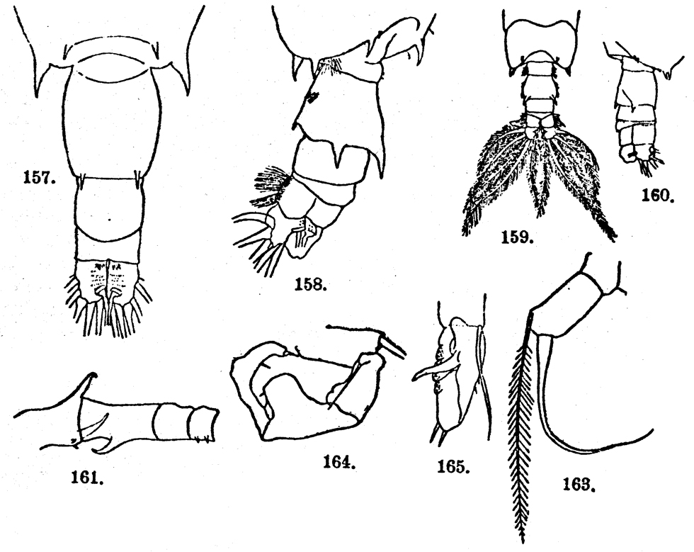 Espce Acartia (Odontacartia) bispinosa - Planche 6 de figures morphologiques